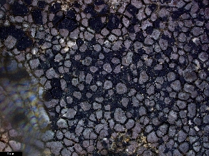  ( - CCDB-44241-F05)  @11 [ ] CreativeCommons - Attribution Non-Commercial Share-Alike (2024) Canadian Museum of Nature Canadian Museum of Nature