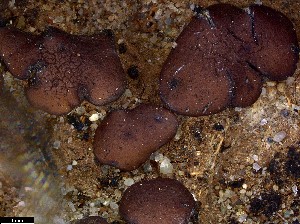  (Clavascidium - CCDB-48848-F04)  @11 [ ] CreativeCommons - Attribution Non-Commercial Share-Alike (2024) Canadian Museum of Nature Canadian Museum of Nature