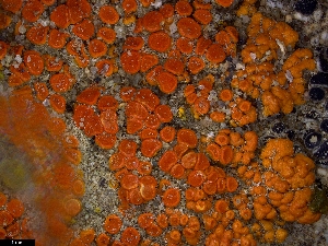  (Xanthomendoza - CCDB-48848-G11)  @11 [ ] CreativeCommons - Attribution Non-Commercial Share-Alike (2024) Canadian Museum of Nature Canadian Museum of Nature