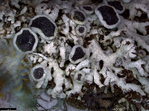  ( - CCDB-44241-G04)  @11 [ ] CreativeCommons - Attribution Non-Commercial Share-Alike (2024) Canadian Museum of Nature Canadian Museum of Nature