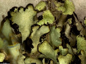  ( - CCDB-48849-B02)  @11 [ ] CreativeCommons - Attribution Non-Commercial Share-Alike (2024) Canadian Museum of Nature Canadian Museum of Nature