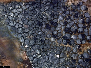  ( - CCDB-48849-F11)  @11 [ ] CreativeCommons - Attribution Non-Commercial Share-Alike (2024) Canadian Museum of Nature Canadian Museum of Nature