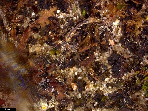  ( - CCDB-48849-H10)  @11 [ ] CreativeCommons - Attribution Non-Commercial Share-Alike (2024) Canadian Museum of Nature Canadian Museum of Nature