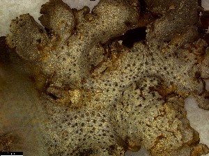  (Dermatocarpon cf. polyphyllizum - CCDB-48848-D09)  @11 [ ] CreativeCommons - Attribution Non-Commercial Share-Alike (2024) Canadian Museum of Nature Canadian Museum of Nature