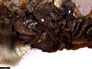  ( - CCDB-44241-A04)  @11 [ ] CreativeCommons - Attribution Non-Commercial Share-Alike (2024) Canadian Museum of Nature Canadian Museum of Nature