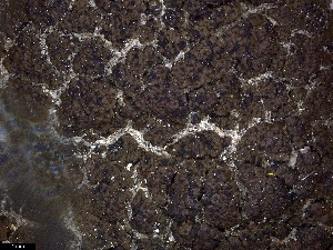  (Thelidium - CCDB-44241-A06)  @11 [ ] CreativeCommons - Attribution Non-Commercial Share-Alike (2024) Canadian Museum of Nature Canadian Museum of Nature