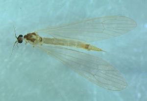  (Gonomyia sp - bf-dip-00449)  @11 [ ] CreativeCommons - Attribution Non-Commercial Share-Alike (2015) Kjell Magne Olsen BioFokus
