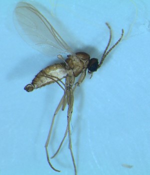  ( - bf-sci-01443)  @12 [ ] CreativeCommons - Attribution Non-Commercial Share-Alike (2015) Kjell Magne Olsen BioFokus