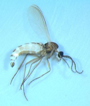  ( - bf-sci-01447)  @12 [ ] CreativeCommons - Attribution Non-Commercial Share-Alike (2015) Kjell Magne Olsen BioFokus