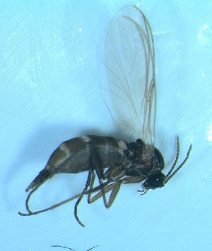  ( - bf-sci-01450)  @12 [ ] CreativeCommons - Attribution Non-Commercial Share-Alike (2015) Kjell Magne Olsen BioFokus