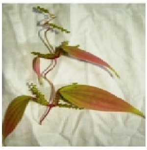  (Dioscorea belophylla - AU-DIO-1)  @11 [ ] Copyright (2012) Neha Nimbhorkar Sant Gadge Baba Amaravati university