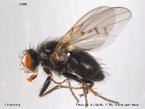  ( - FiDip55)  @13 [ ] CreativeCommons - Attribution Non-Commercial Share-Alike (2012) NTNU Museum of Natural History and Archaeology NTNU Museum of Natural History and Archaeology