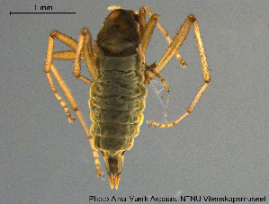  (Telmatogeton amphibius - DipFR16)  @11 [ ] Creative Commons  Attribution Non-Commercial Share-Alike (2018) NTNU University Museum, Department of Natural History NTNU University Museum, Department of Natural History