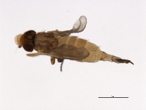  ( - DIPNO-0063)  @12 [ ] CreativeCommons - Attribution (2009) CBG Photography Group Centre for Biodiversity Genomics