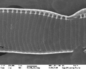  (Pseudonitzschia fraudulenta - IK_MTA323_ITS)  @11 [ ] CreativeCommons - Attribution Non-Commercial Share-Alike (2015) Jim Ehrman Mount Allison University