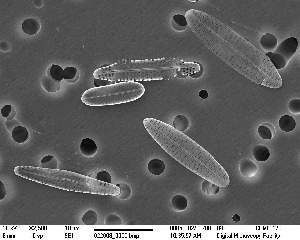  (Navicula salinicola - IK_MTA86_ITS)  @11 [ ] CreativeCommons - Attribution Non-Commercial Share-Alike (2015) Jim Ehrman Mount Allison University