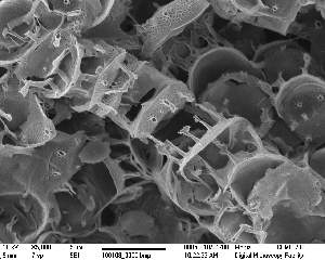  (Skeletonema tropicum - IK_MTA360)  @11 [ ] CreativeCommons - Attribution Non-Commercial Share-Alike (2015) Jim Ehrman Mount Allison University