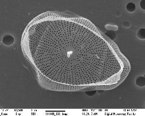  (Lithodesmium undulatum - IK_MTA88_ITS)  @11 [ ] CreativeCommons - Attribution Non-Commercial Share-Alike (2015) Jim Ehrman Mount Allison University