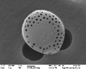  (Brockmanniella brockmannii - IK_MTA96_ITS)  @11 [ ] CreativeCommons - Attribution Non-Commercial Share-Alike (2015) Jim Ehrman Mount Allison University