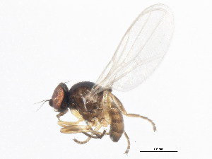  ( - 10BBDIP-1457)  @13 [ ] CreativeCommons - Attribution (2010) CBG Photography Group Centre for Biodiversity Genomics
