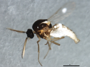 ( - 10BBDIP-1042)  @13 [ ] CreativeCommons - Attribution (2010) CBG Photography Group Centre for Biodiversity Genomics