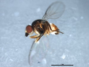  ( - 10BBDIP-1079)  @12 [ ] CreativeCommons - Attribution (2010) CBG Photography Group Centre for Biodiversity Genomics