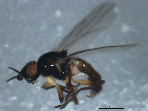  ( - 10BBDIP-1103)  @12 [ ] CreativeCommons - Attribution (2010) CBG Photography Group Centre for Biodiversity Genomics
