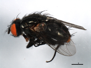  ( - 10BBDIP-1162)  @13 [ ] CreativeCommons - Attribution (2010) CBG Photography Group Centre for Biodiversity Genomics