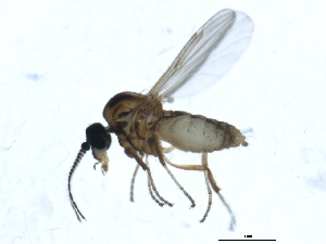  ( - 10BBDIP-1252)  @13 [ ] CreativeCommons - Attribution (2010) CBG Photography Group Centre for Biodiversity Genomics