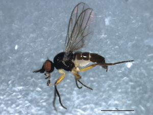  ( - 10BBDIP-1305)  @14 [ ] CreativeCommons - Attribution (2010) CBG Photography Group Centre for Biodiversity Genomics