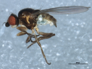  ( - 10BBDIP-1326)  @13 [ ] CreativeCommons - Attribution (2010) CBG Photography Group Centre for Biodiversity Genomics