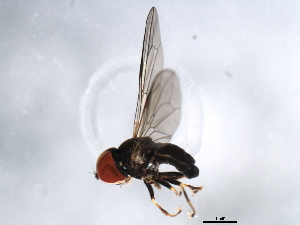  ( - 10BBDIP-1352)  @12 [ ] CreativeCommons - Attribution (2010) CBG Photography Group Centre for Biodiversity Genomics