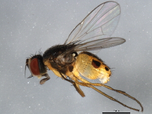  ( - 10BBDIP-1388)  @13 [ ] CreativeCommons - Attribution (2010) CBG Photography Group Centre for Biodiversity Genomics