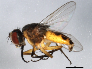  ( - 10BBDIP-1389)  @13 [ ] CreativeCommons - Attribution (2010) CBG Photography Group Centre for Biodiversity Genomics