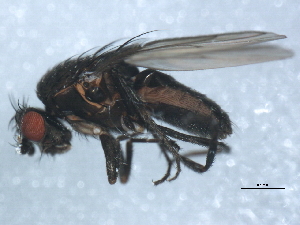  ( - 10BBDIP-1518)  @13 [ ] CreativeCommons - Attribution (2010) CBG Photography Group Centre for Biodiversity Genomics