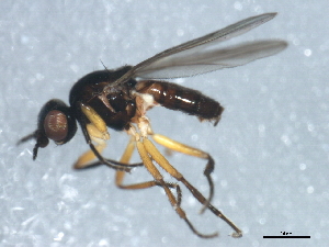  ( - 10BBDIP-1586)  @13 [ ] CreativeCommons - Attribution (2010) CBG Photography Group Centre for Biodiversity Genomics