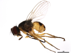  ( - 10BBDIP-1626)  @13 [ ] CreativeCommons - Attribution (2010) CBG Photography Group Centre for Biodiversity Genomics