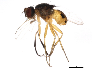  ( - 10BBDIP-1627)  @13 [ ] CreativeCommons - Attribution (2010) CBG Photography Group Centre for Biodiversity Genomics