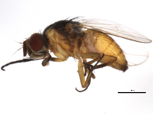  ( - 10BBDIP-1633)  @13 [ ] CreativeCommons - Attribution (2010) CBG Photography Group Centre for Biodiversity Genomics