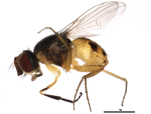  ( - 10BBDIP-1643)  @14 [ ] CreativeCommons - Attribution (2010) CBG Photography Group Centre for Biodiversity Genomics