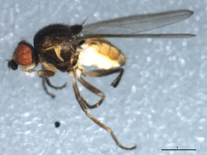  ( - 10BBDIP-1726)  @12 [ ] CreativeCommons - Attribution (2010) CBG Photography Group Centre for Biodiversity Genomics