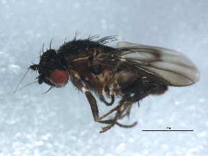  ( - 10BBDIP-1743)  @13 [ ] CreativeCommons - Attribution (2010) CBG Photography Group Centre for Biodiversity Genomics