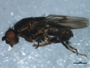  ( - 10BBDIP-1748)  @13 [ ] CreativeCommons - Attribution (2010) CBG Photography Group Centre for Biodiversity Genomics