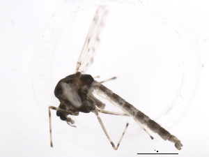  ( - 10BBDIP-1876)  @12 [ ] CreativeCommons - Attribution (2010) CBG Photography Group Centre for Biodiversity Genomics