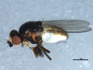  ( - 10BBDIP-1897)  @12 [ ] CreativeCommons - Attribution (2010) CBG Photography Group Centre for Biodiversity Genomics