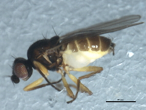  ( - 10BBDIP-1913)  @12 [ ] CreativeCommons - Attribution (2010) CBG Photography Group Centre for Biodiversity Genomics