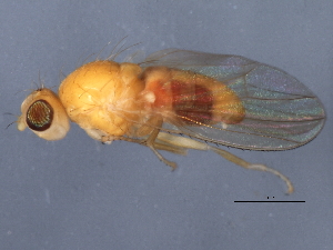  ( - 10BBDIP-2286)  @13 [ ] CreativeCommons - Attribution (2010) CBG Photography Group Centre for Biodiversity Genomics
