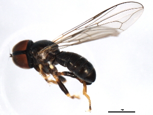  ( - 10BBDIP-2032)  @12 [ ] CreativeCommons - Attribution (2010) CBG Photography Group Centre for Biodiversity Genomics