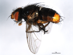  ( - 10BBDIP-2051)  @12 [ ] CreativeCommons - Attribution (2010) CBG Photography Group Centre for Biodiversity Genomics