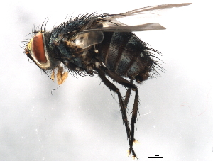  (Allophorocera arator - 10BBDIP-2077)  @14 [ ] CreativeCommons - Attribution (2010) CBG Photography Group Centre for Biodiversity Genomics